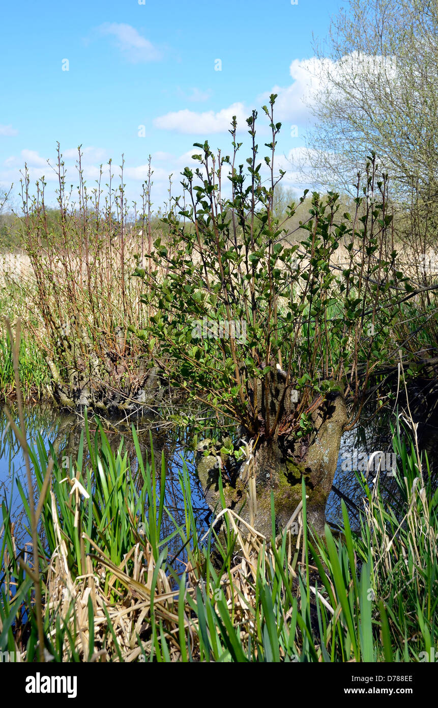 Neues Wachstum auf verfing Salix Cinerea (graue Weide) Bäume in Winnall  Moors Nature Reserve, Winchester, Hampshire Stockfotografie - Alamy