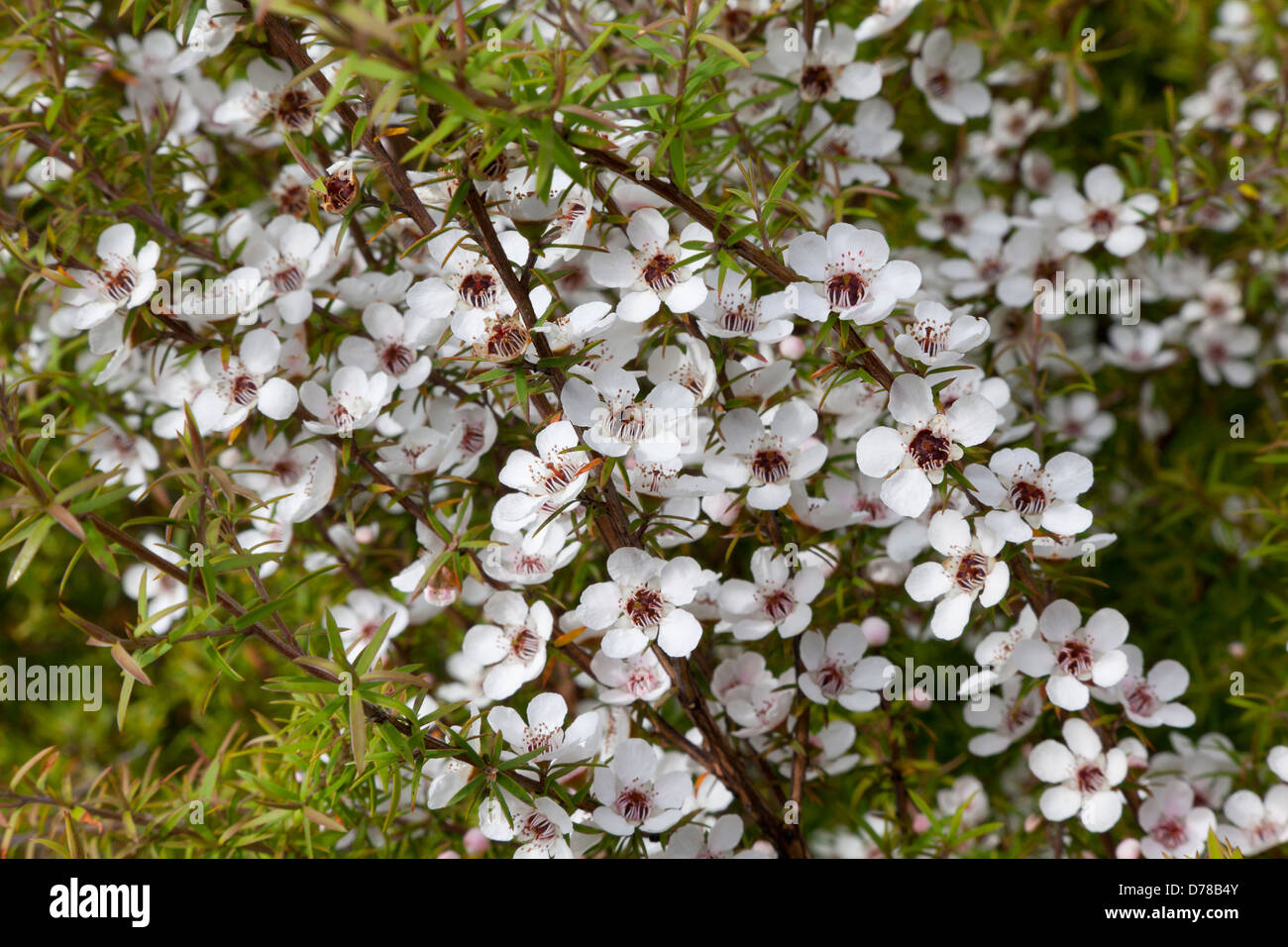 Manuka-Blumen in Neuseeland Stockfoto