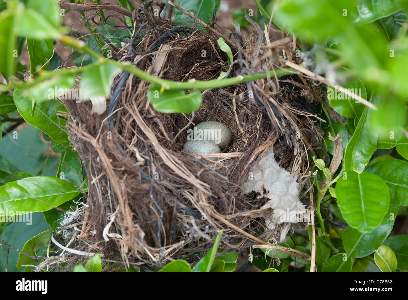 Vogelnest mit Eiern in einem Baum Stockfoto
