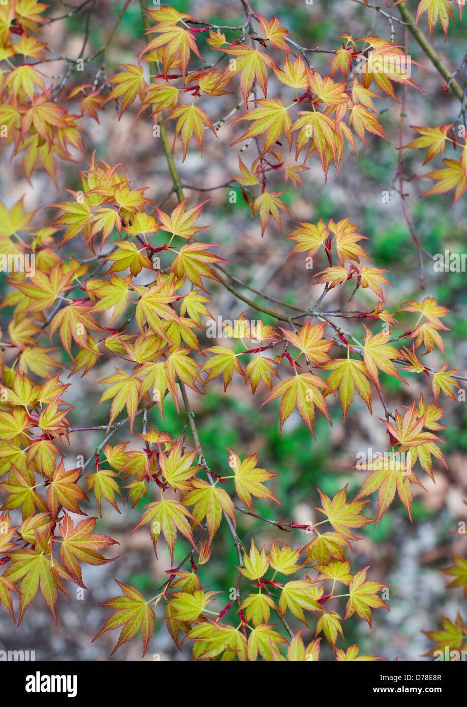 Acer Palmatum Katsura. Japanisches Ahornblatt-Muster von oben Stockfoto