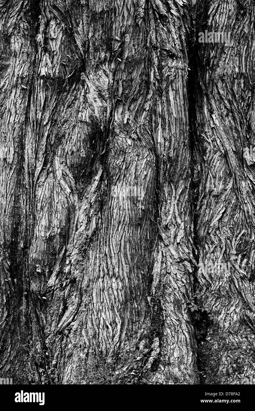 Metasequoia Glyptostroboides. Dawn Redwood-Baum-Rinde. Monochrom Stockfoto