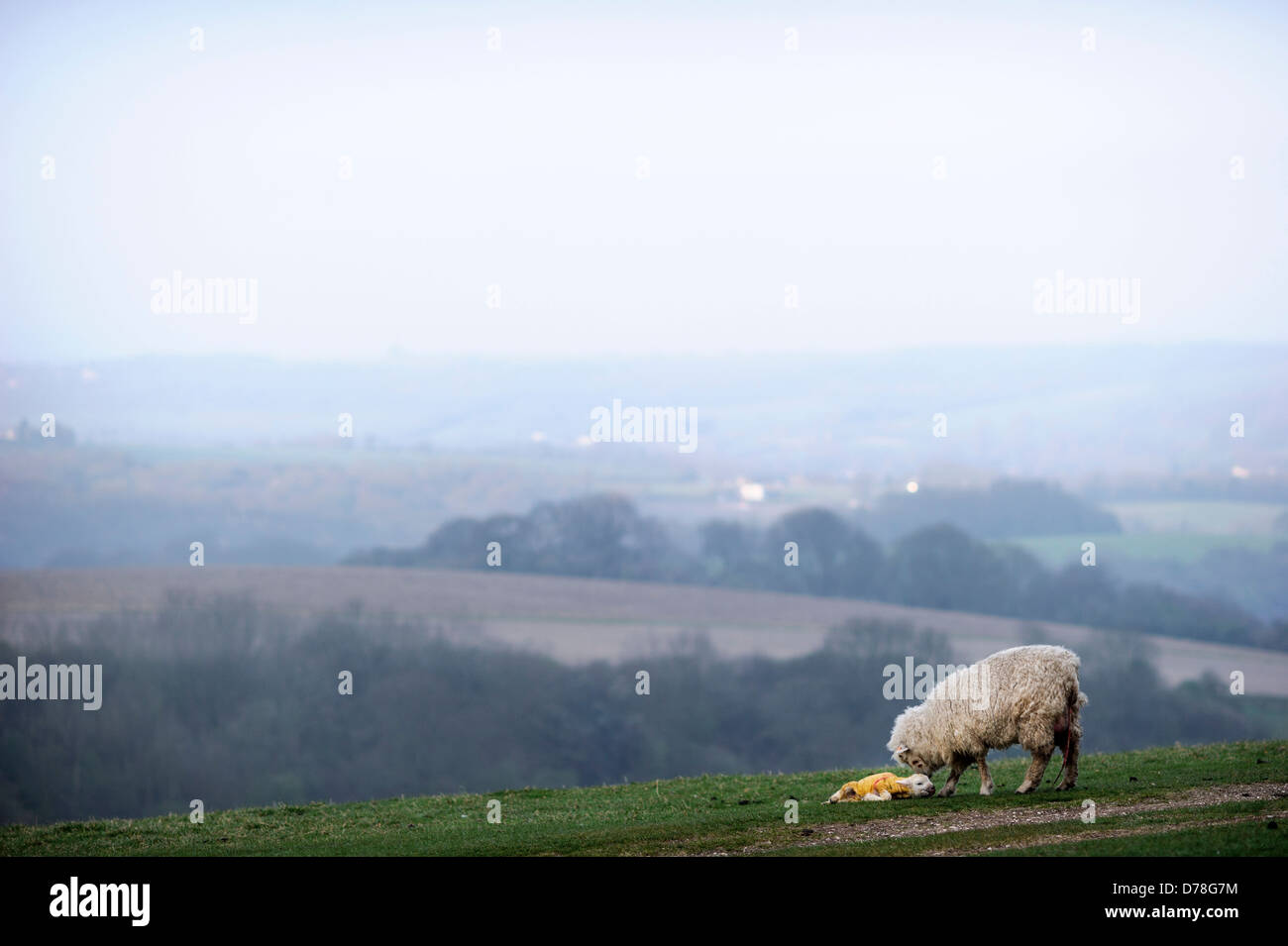 Neugeborenen Lämmern Minuten nach der Geburt mit der Mutter auf den South Downs am Chanctonbury in Sussex UK Stockfoto