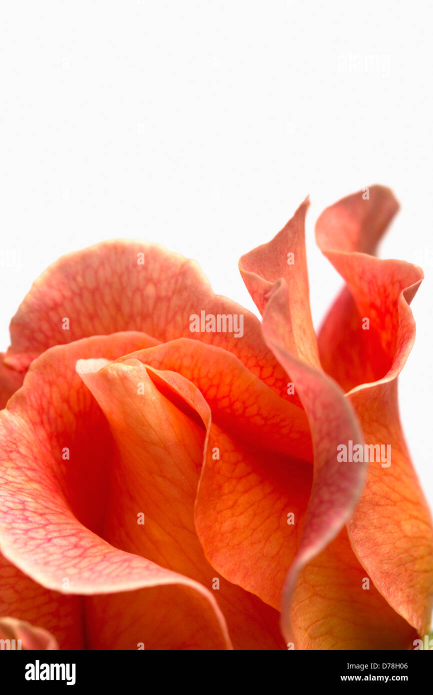 Rosa Sorte. Schließen Sie verkürzten Blick auf einzelne Blume mit zarten Netz von Adern über Blütenblätter. Stockfoto