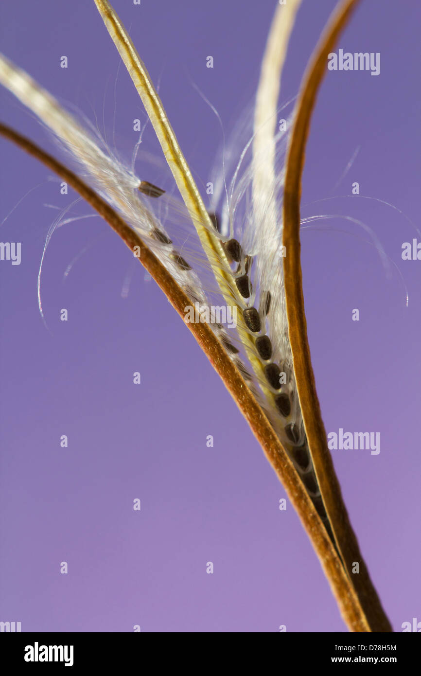 Aufrechte Samenkapsel der Laubwälder Weidenröschen Epilobium Montanum aufplatzen, Samen feinen weißen Härchen zu offenbaren die Wind zu unterstützen Stockfoto