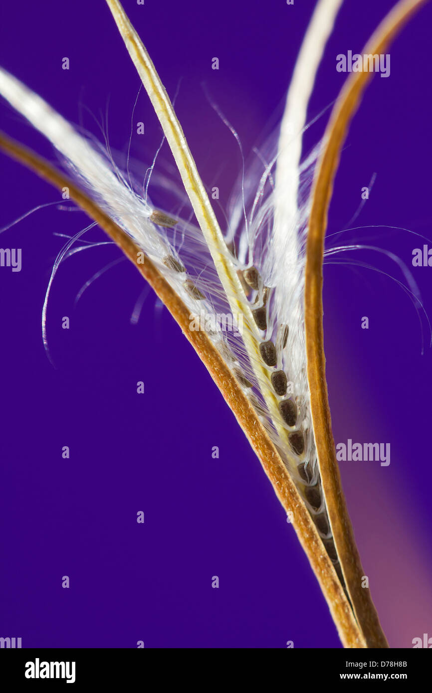 Aufrechte Samenkapsel der Laubwälder Weidenröschen Epilobium Montanum aufplatzen, Samen feinen weißen Härchen zu offenbaren die Wind zu unterstützen Stockfoto