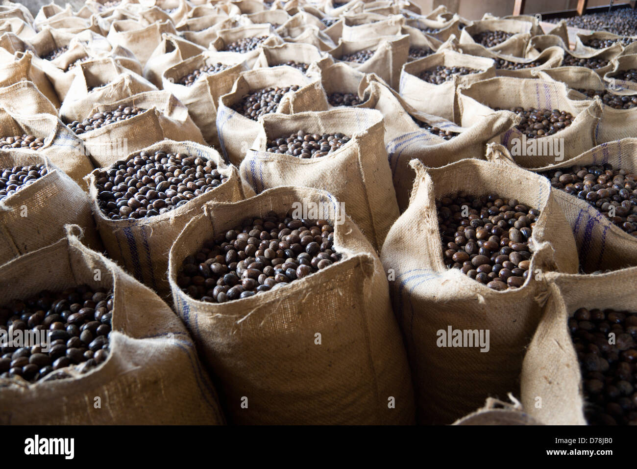 Karibik, Windward-Inseln, Grenada, Säcke mit getrockneten Muskatnüsse, Myristica Fragrans in Gouyave Muskatnuss Verarbeitung Fabrik. Stockfoto