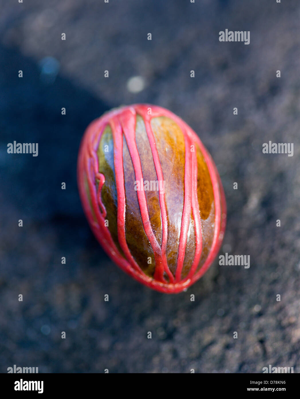 West Indies, Windward-Inseln, Grenada, Muskat Nuss eingehüllt in roten Streitkolben. Stockfoto