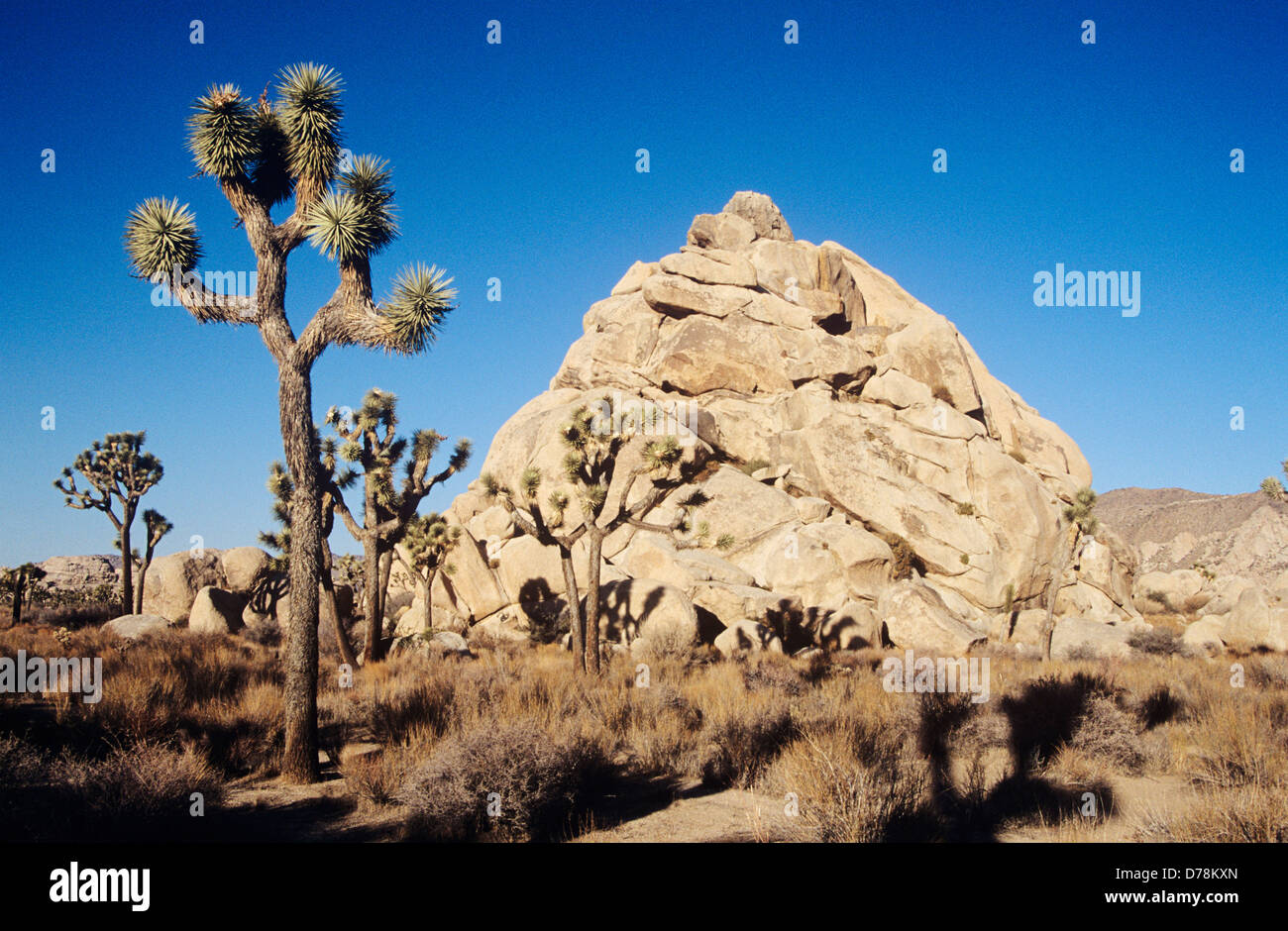 USA Kalifornien Joshua Tree Nationalpark Joshua Bäume Yucca Brevifolia in kargen Landschaft mit gewölbten Felsformation hinter. Stockfoto