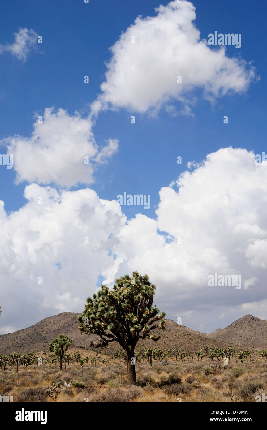USA Kalifornien Joshua Tree Nationalpark Joshua Bäume Yucca Brevifolia in kargen Landschaft mit dramatischen Wolkenformationen in Stockfoto