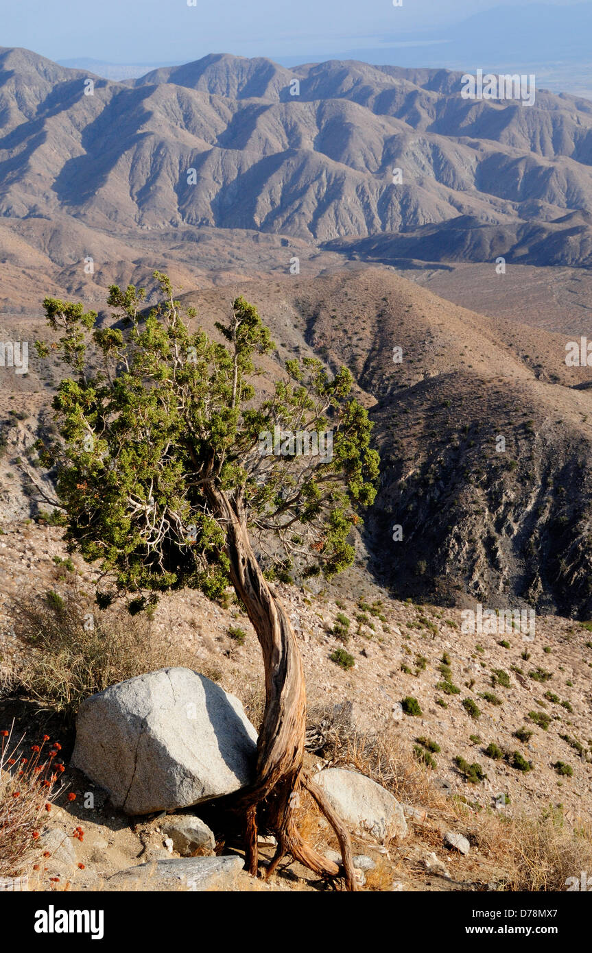 USA, California, Joshua Tree National Park, Baum und Berg Landschaft von Keys View verdreht. Stockfoto