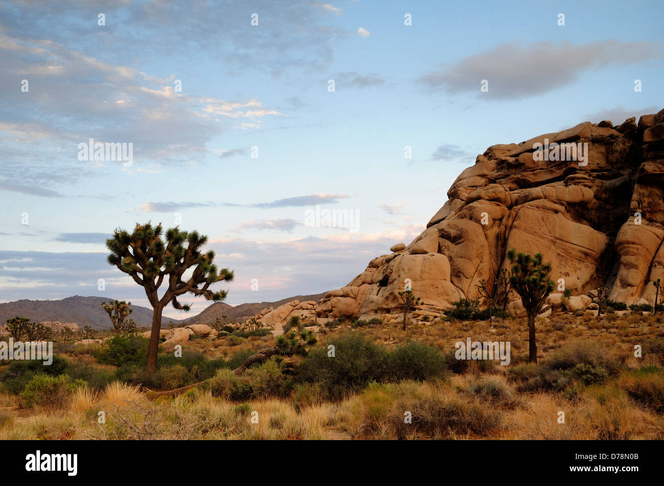 USA, California, Joshua Tree National Park, Joshua Tree, Yucca Brevifolia neben Boulder Felsen in trockenen, steinigen Landschaft. Stockfoto