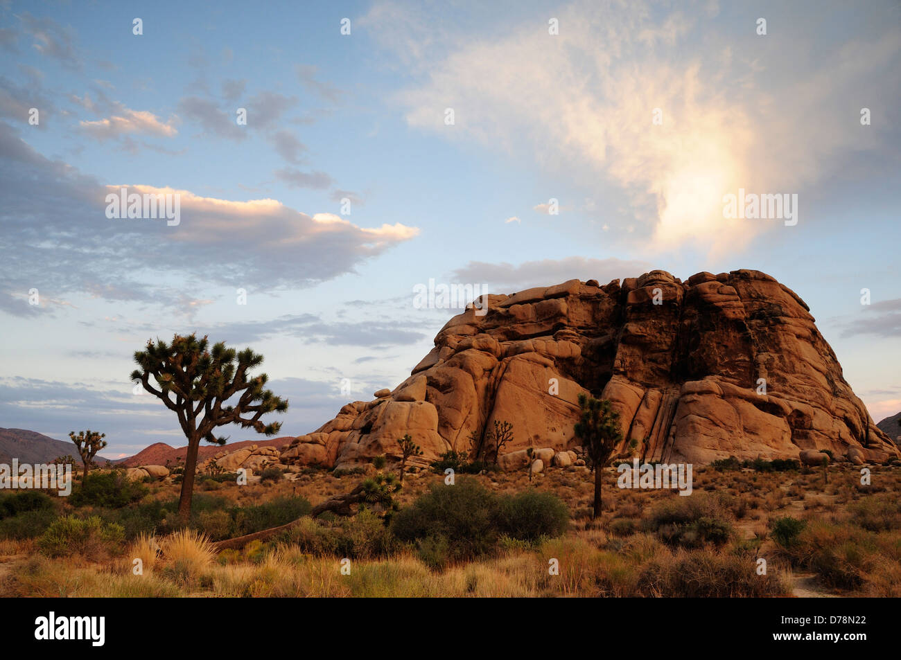 USA Kalifornien Joshua Tree Nationalpark Joshua Baum Yucca Brevifolia neben Boulder Felsen in trockenen felsigen Landschaft mit Sonne Stockfoto