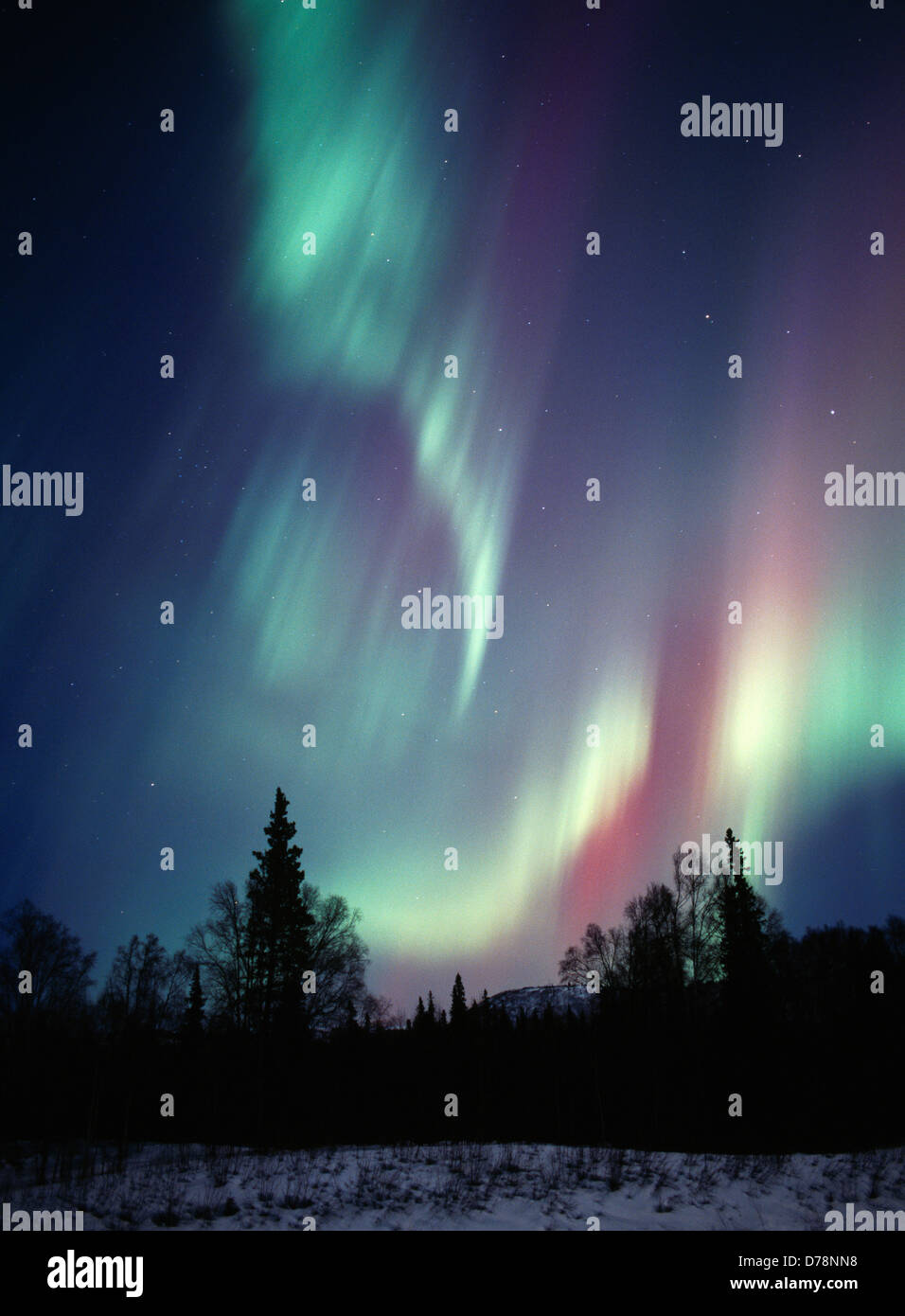 Weißlich-grüne rötlich-violett Aurora in der Abenddämmerung am 23. März 2002 borealen Wälder in Alaska Denali State Park. Stockfoto