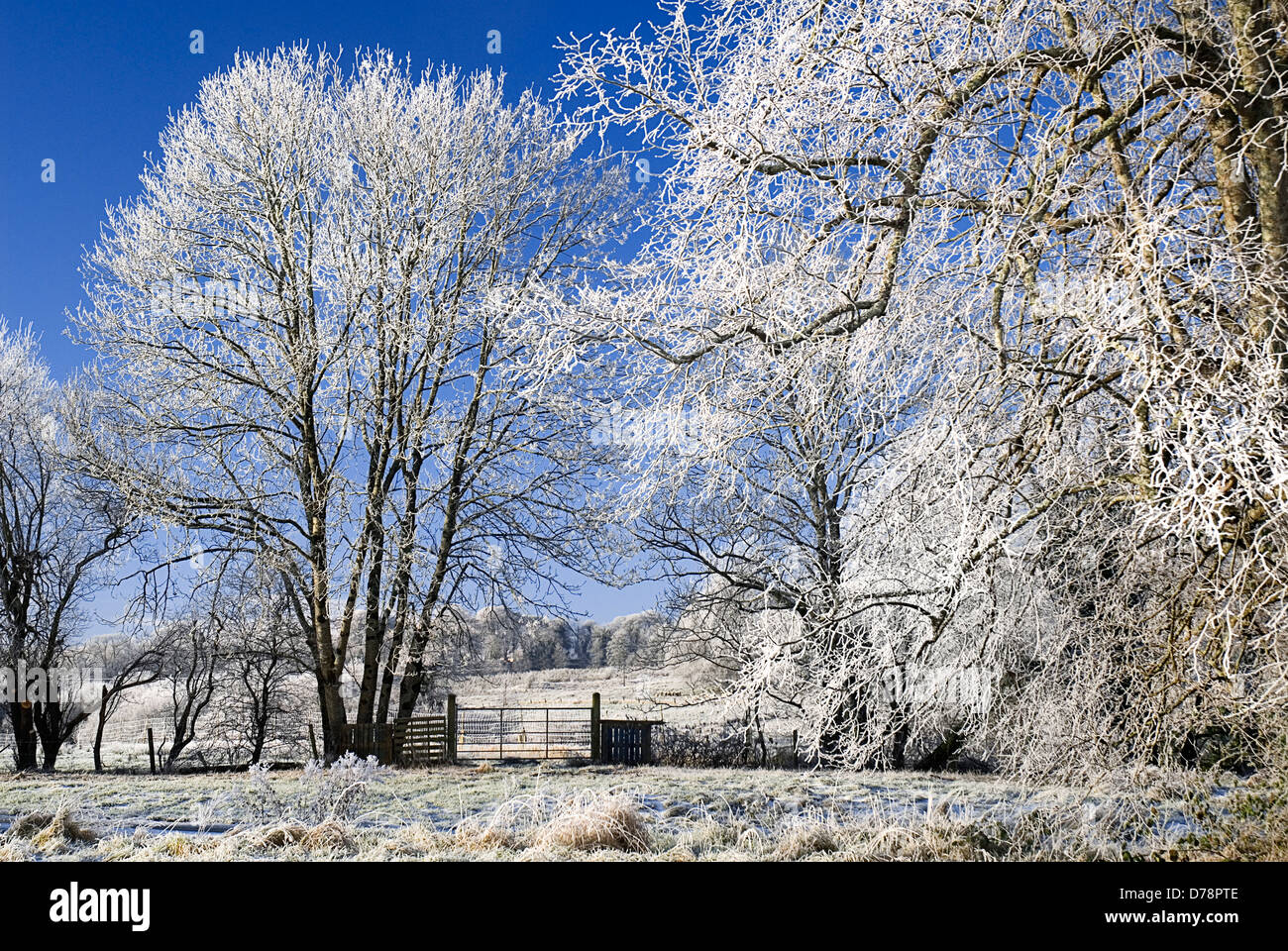 Irland, County Sligo, Markree Castle Hotel, Bäume in Raureif bedeckt. Stockfoto