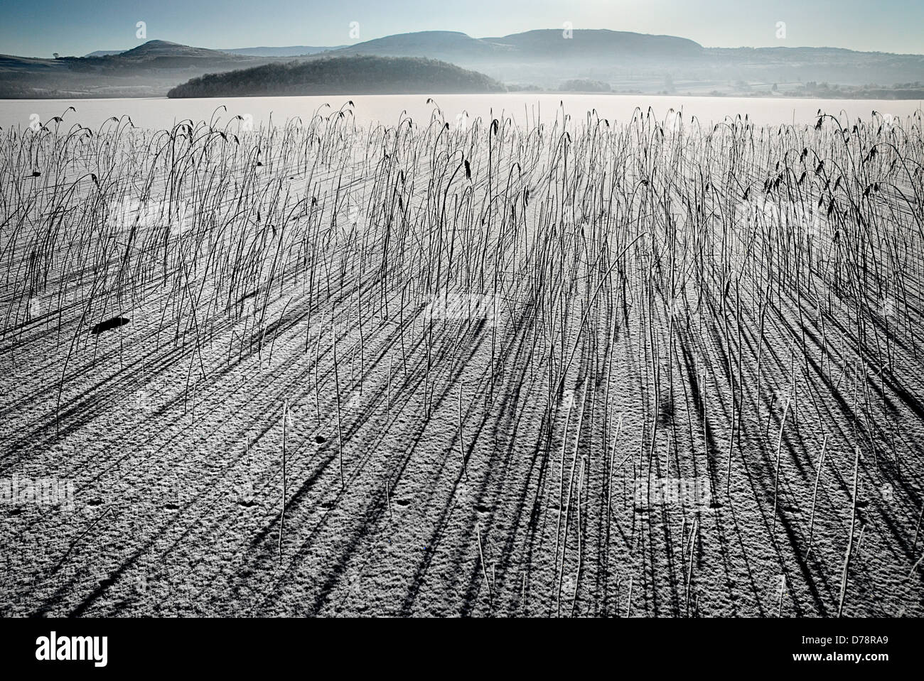 Irland, Grafschaft Fermanagh, Lough MacNean, gefrorene Wasserfläche mit Schilf Phragmites Australis, lange Schatten werfen. Stockfoto
