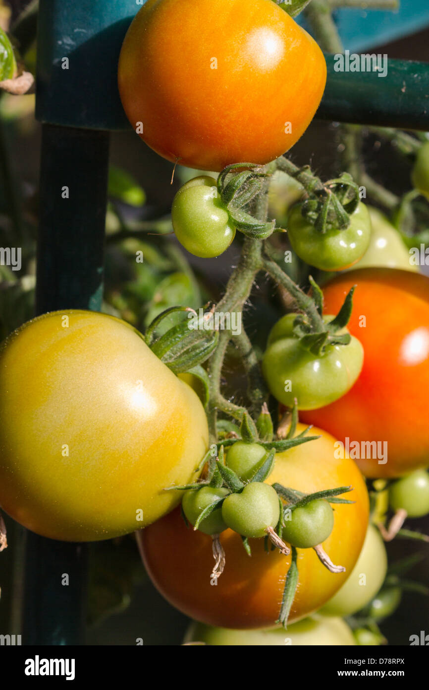 Haus gewachsen reifende Tomaten Salisbury England UK Stockfoto