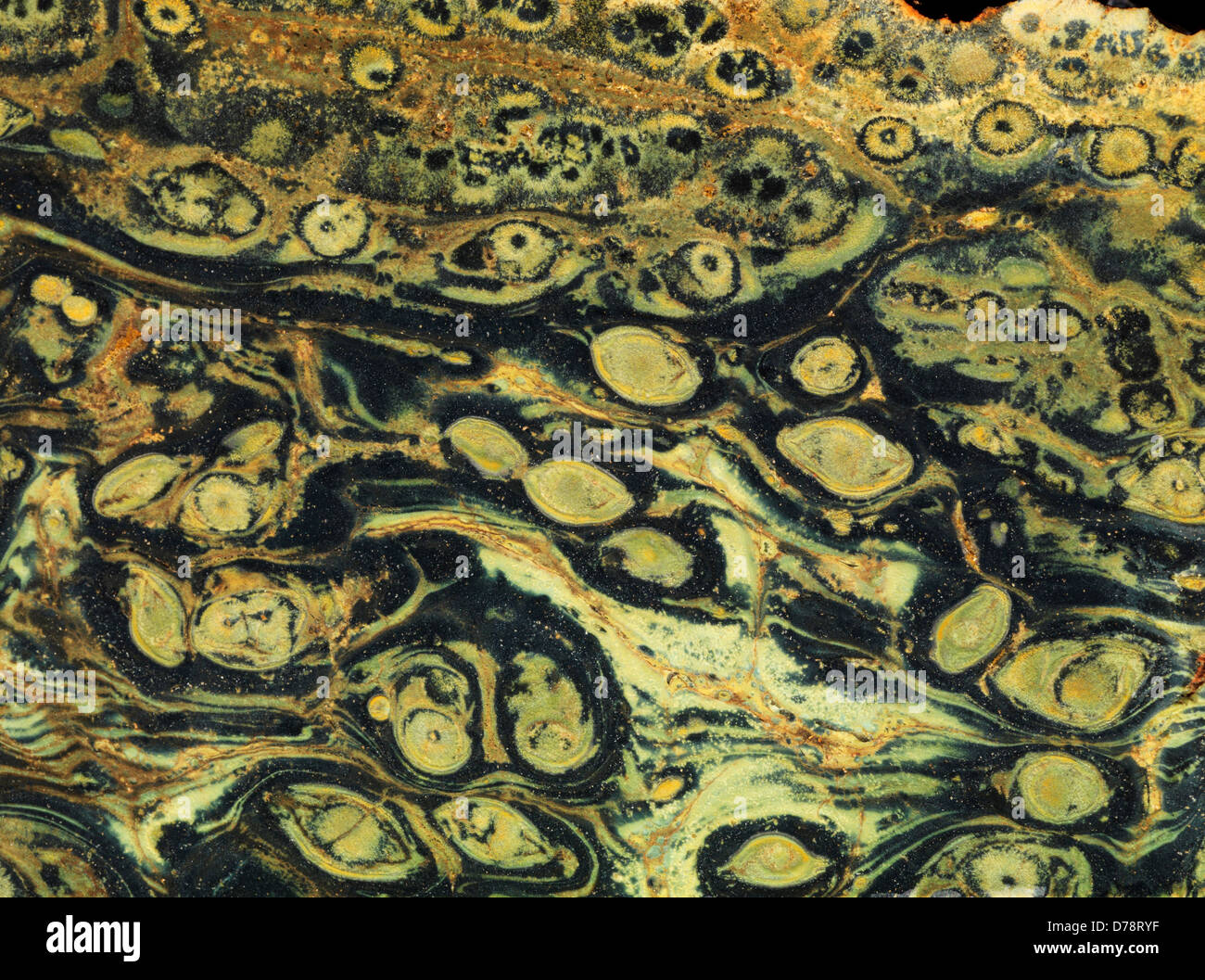 Kambaba Jasper versteinerte Stromatolithen Algen Afrika. Stockfoto
