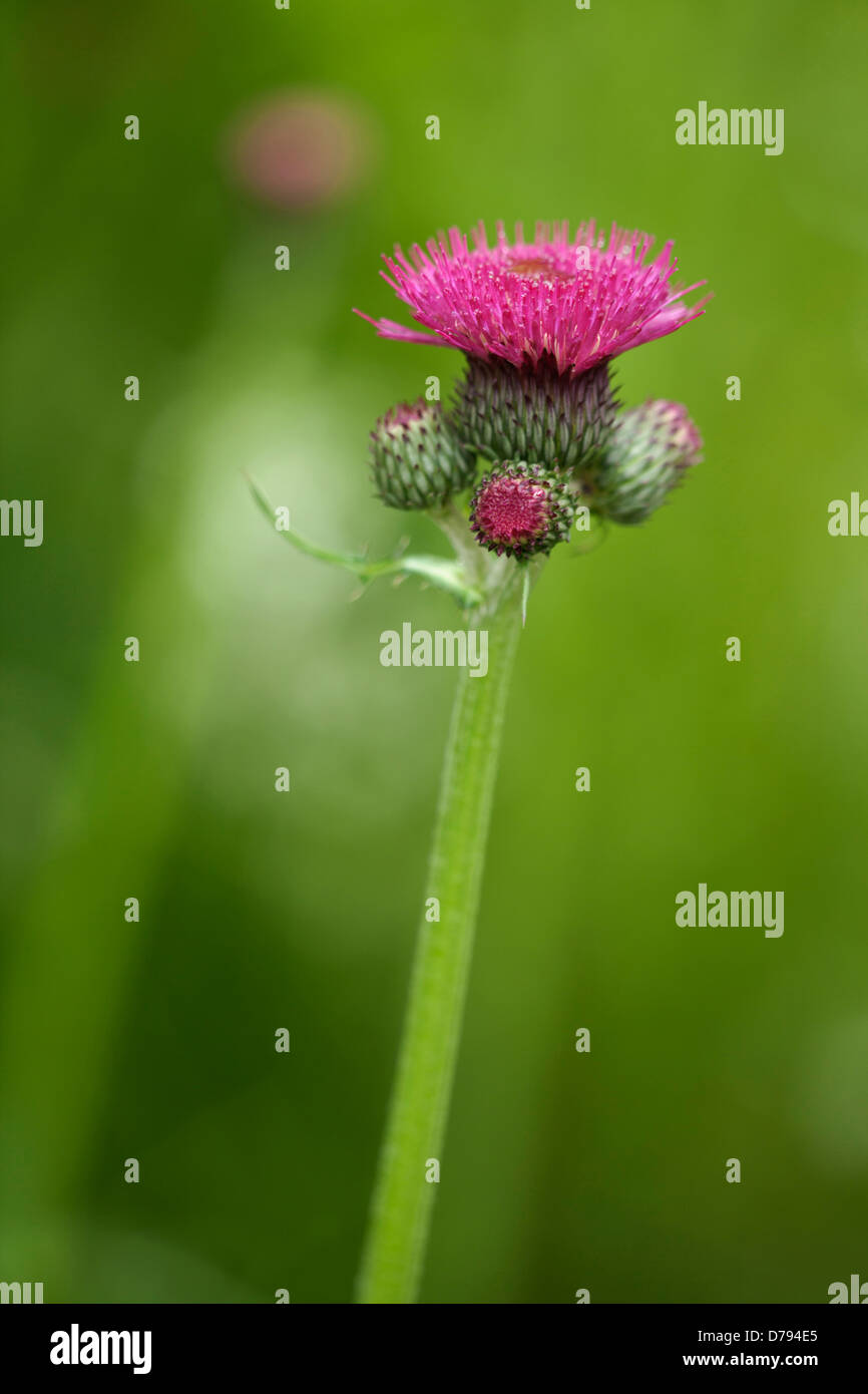 Cirsium Rivulare Atropurpureum. Blütenstand von crimson, Nadelkissen-ähnlichen Blüten mit drei neue, kleinere Köpfe um Basis Stockfoto