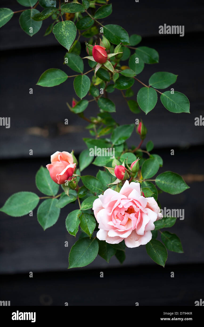 Rose, Rosa, offene rosa Blüte und Knospen der Kletterpflanze. Stockfoto