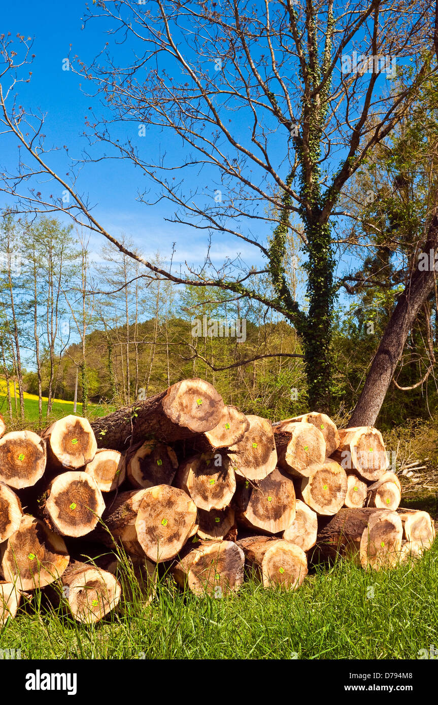 Gefällte Baum protokolliert im Lande - Frankreich. Stockfoto
