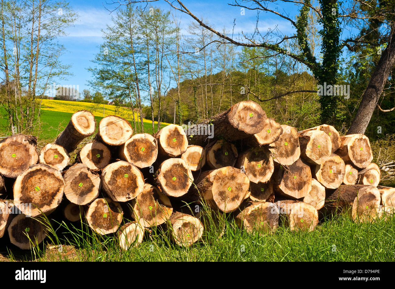 Gefällte Baum protokolliert im Lande - Frankreich. Stockfoto