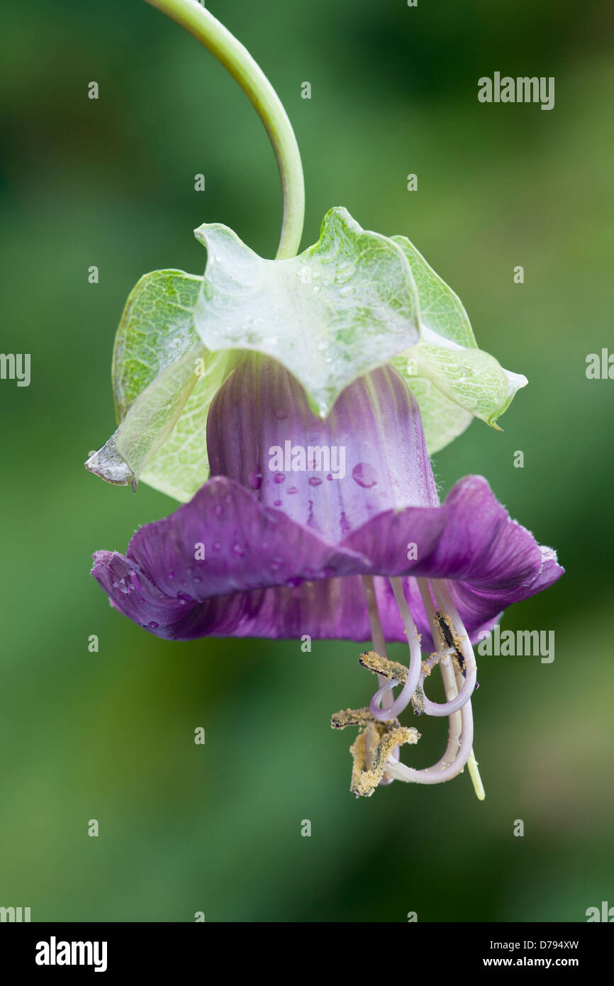 Einzel, glockenförmigen Blüte Cobaea Scandens violett mit abstehenden Staubfäden. Wassertropfen auf Blütenblättern und Hochblatt. Stockfoto