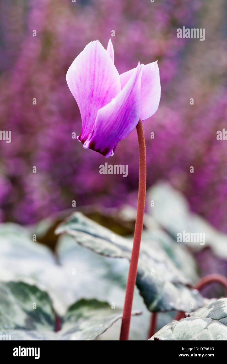 Einzelne Blume von Cyclamen Hederifolium auf schmalen Stiel mit rosa, aufgebogen Blütenblätter erstreckt sich von Dunkelheit zu blass. Stockfoto