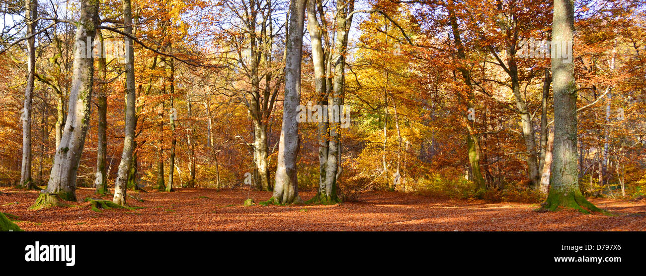 Sonnigen Herbst gemischt Wald Interieur, Comrie, Scotland UK Stockfoto