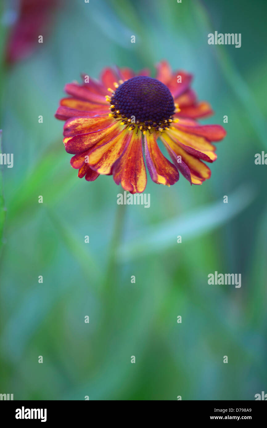 Sneezeweed oder Helen Blume, Helenium Rubinzwerg. Einzelne Blume von dunklen roten Blüten mit gelben und braunen Zentrum gestreift Stockfoto