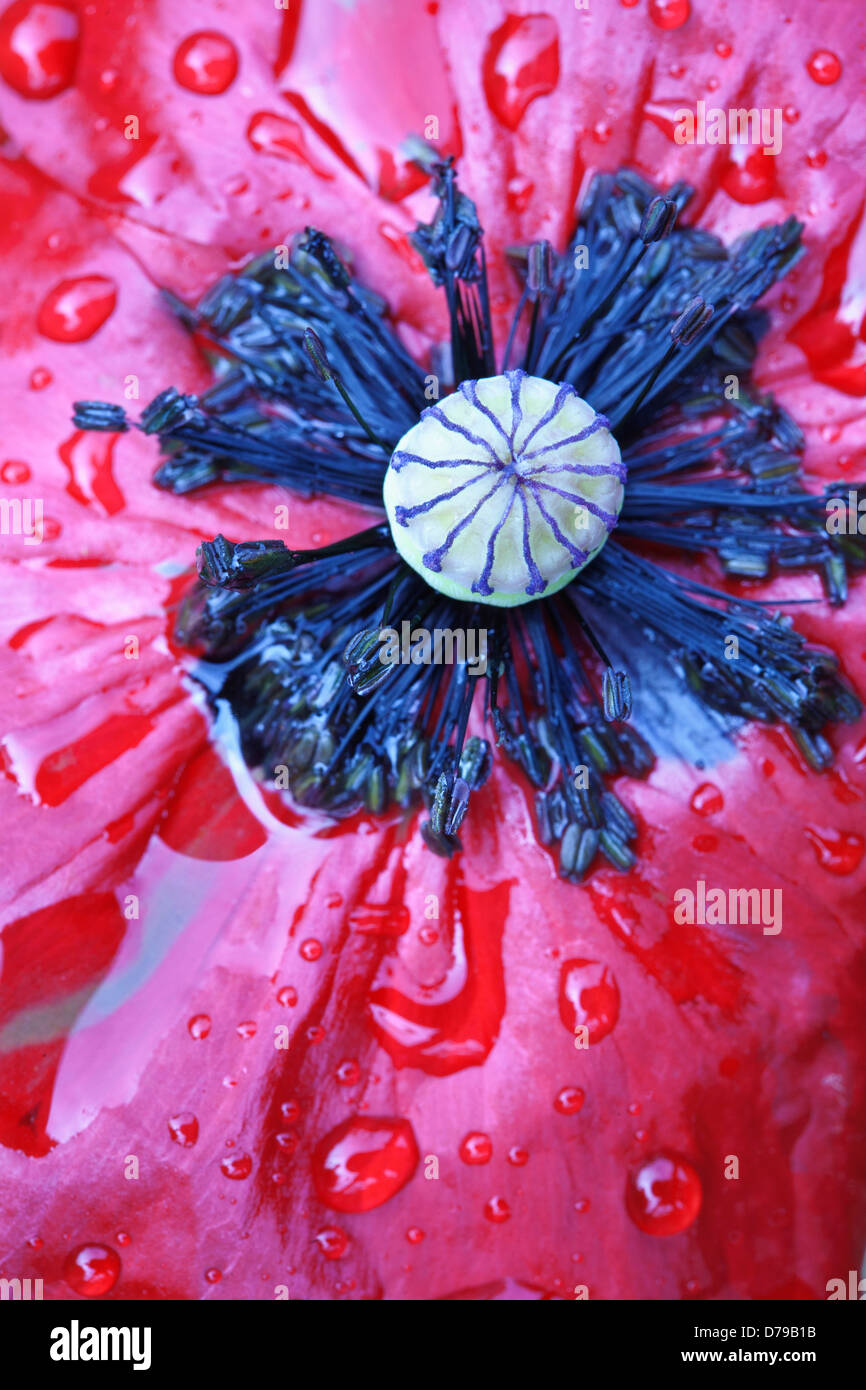 Mohn, Papaver Rhoeas Engelschor. Nahaufnahme der Einzelblüte mit Wassertropfen über das Blütenblatt-Oberfläche. Stockfoto