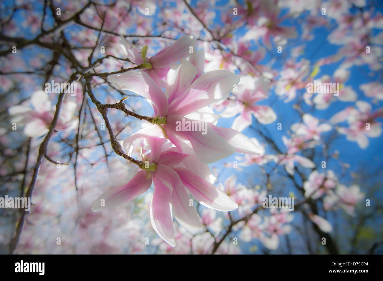 Blumen auf Magnolienbaum im Sonnenschein Stockfoto