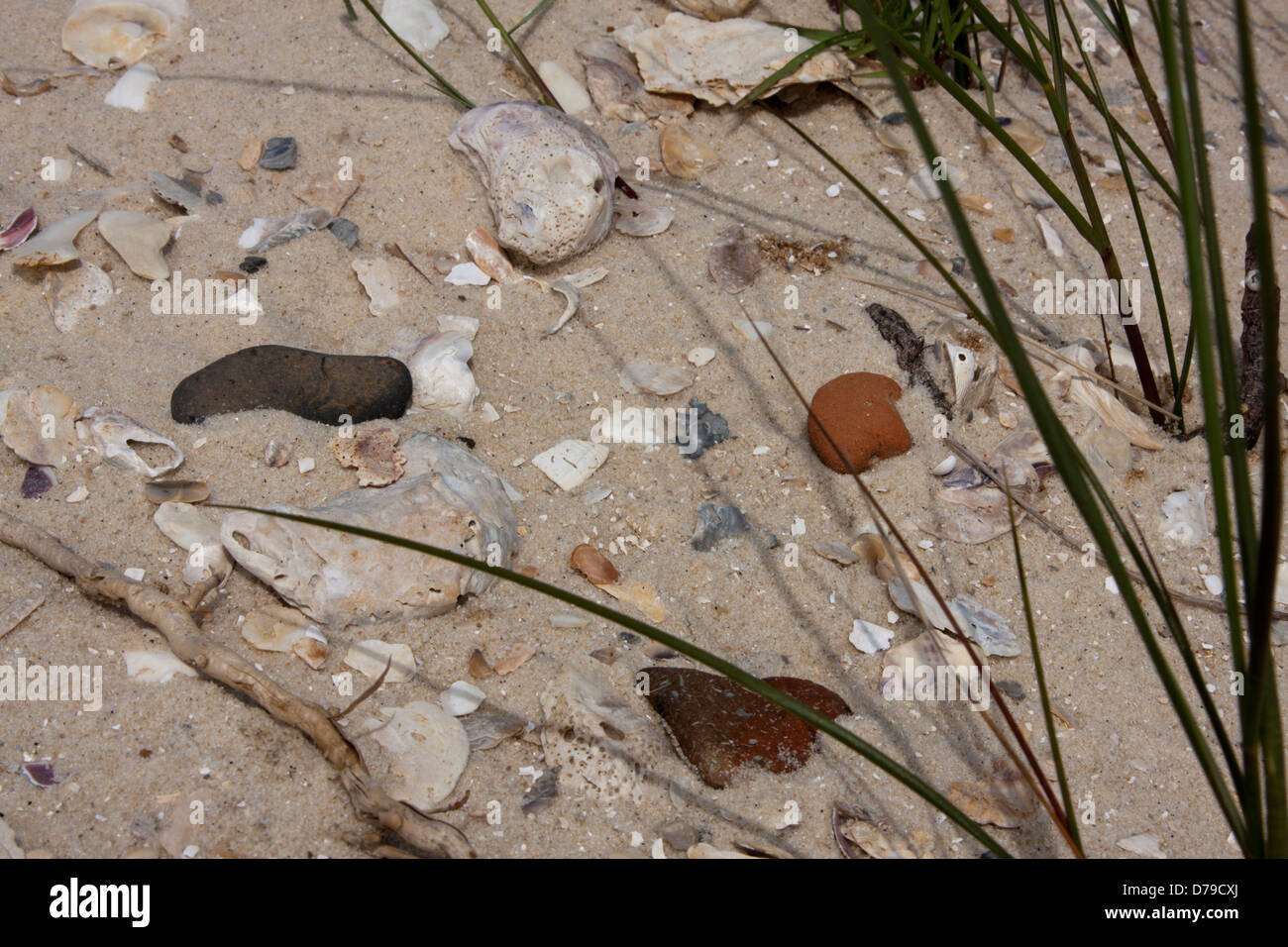 Drei indische Keramikscherben finden sich in den Sand der St Vincent Insel, Apalachicola Bay, FL, USA Stockfoto