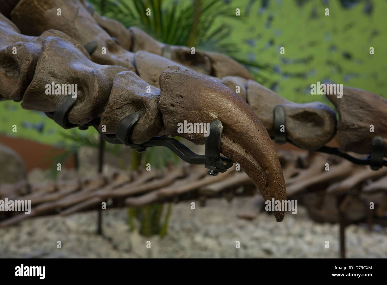 Stahlrahmen Arbeit spannen tatsächlichen Knochen (Dinosaurier Fossil) in Lage, Museum der Welt Schätze in Wichita, KS Stockfoto