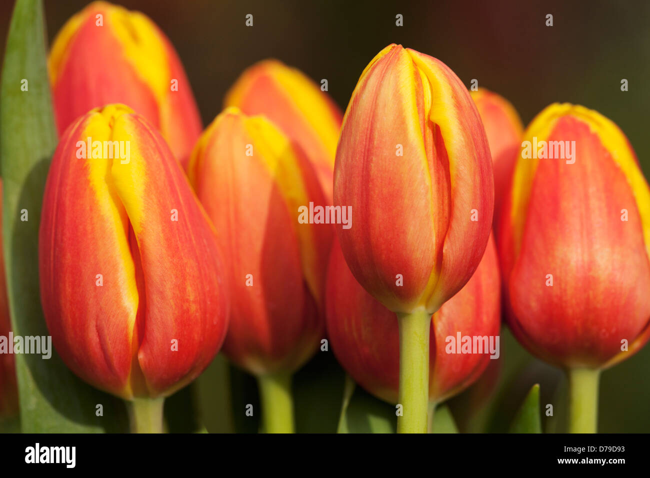 Tulpe Kees Nelis Triumph. Gruppierung von mehreren orangen Blüten. Stockfoto