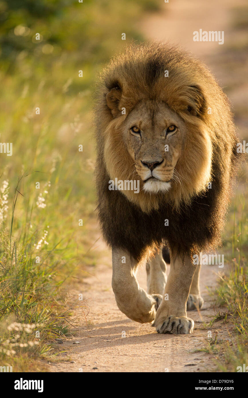 Große männliche Löwe wandern, Antelope Park, Simbabwe Stockfoto