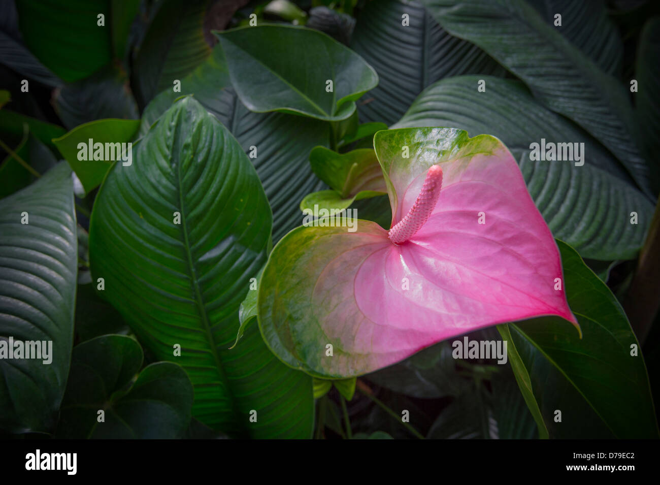 Spatha Anthurium Blumen Stockfoto