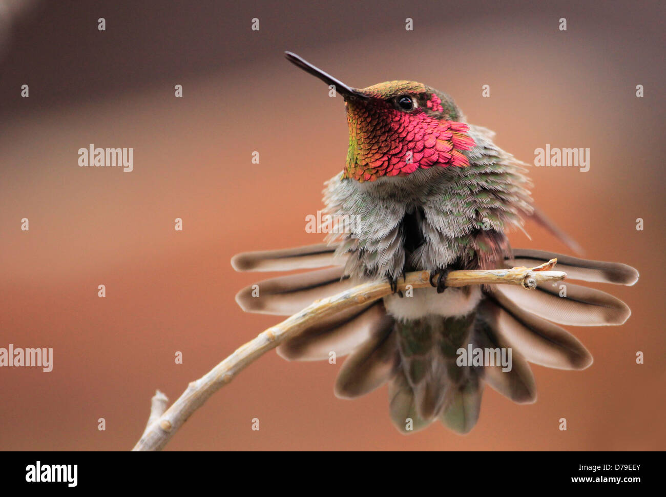 Annas Kolibri männlich (Calypte Anna) Stockfoto