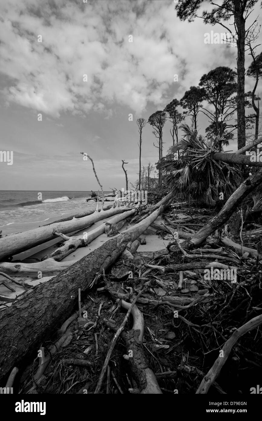 Ein Abschnitt-Strand von Cape San Blas, Florida, USA, die viele umgestürzte Bäume von den früheren Stürmen hat. Stockfoto