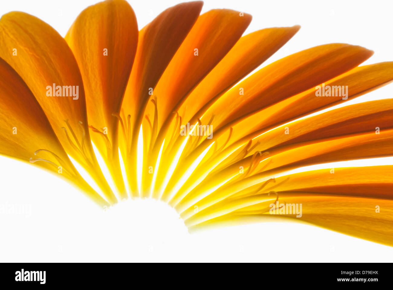 Gerbera Jamesonii "Optima" Barberton Daisy, einzelnen orangefarbenen Blütenblätter gelegt fein, um einen Halbkreis zu bilden. Stockfoto