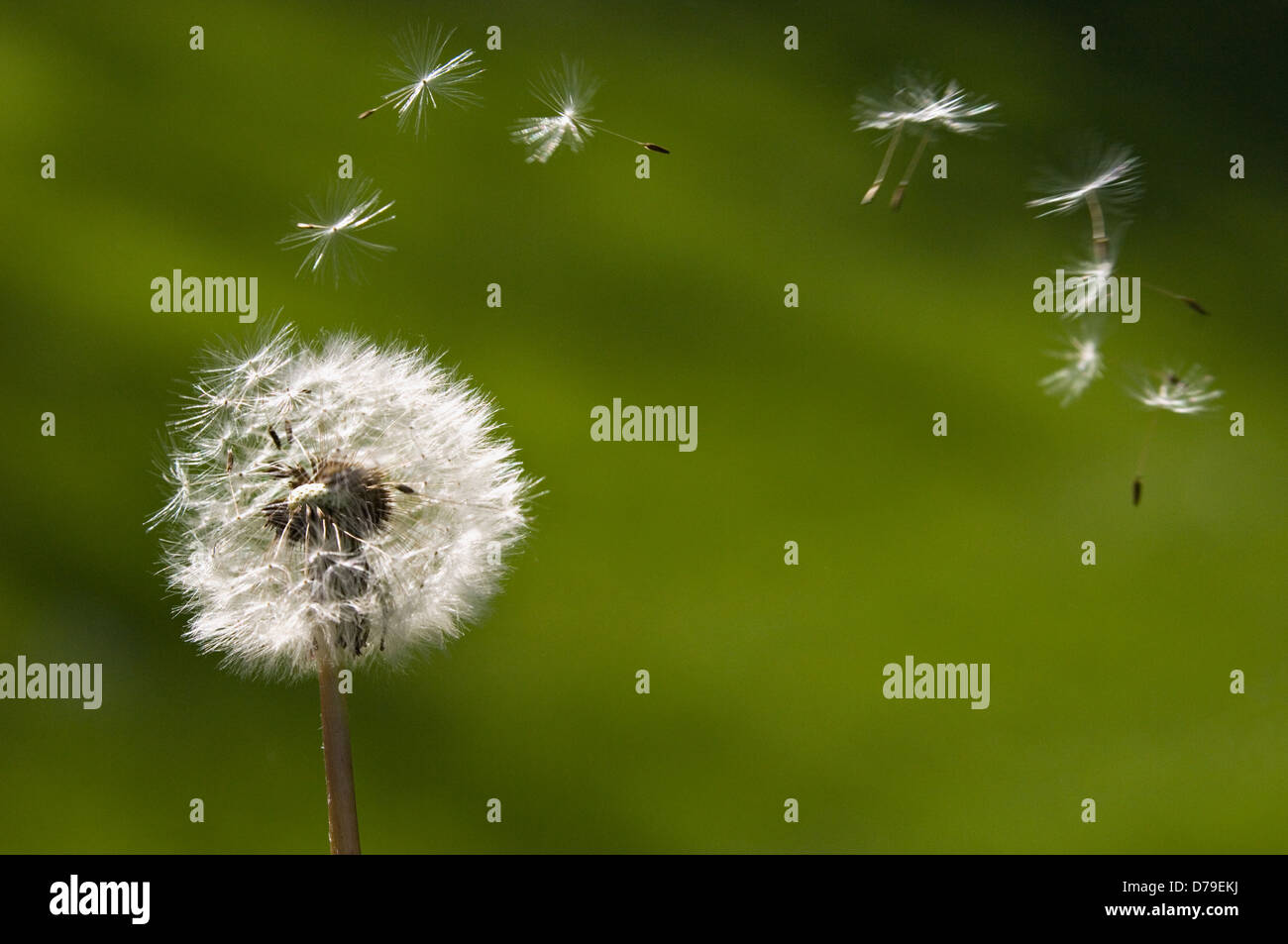 Löwenzahn Samenausbreitung durch Wind Stockfoto