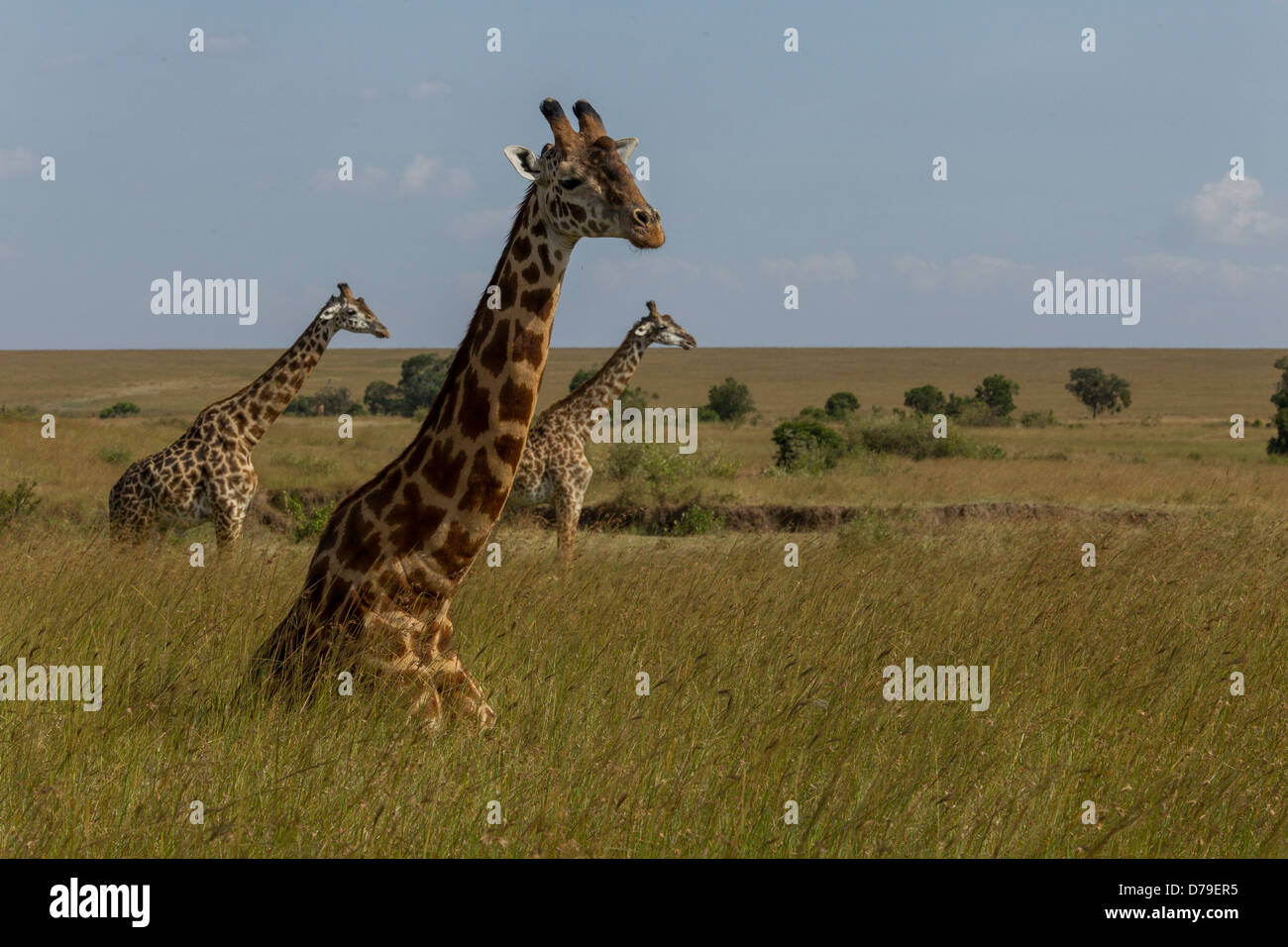 Giraffe auf dem Boden liegend, mit zwei Giraffen im Hintergrund, Kenia Masai Mara Stockfoto