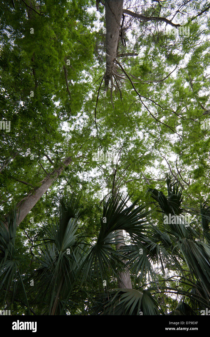 Bäume ragen über die ruhigen, von Bäumen gesäumten Brücken und Spazierwege in Chapman Botanischer Garten in Apalachicola, Florida, USA Stockfoto