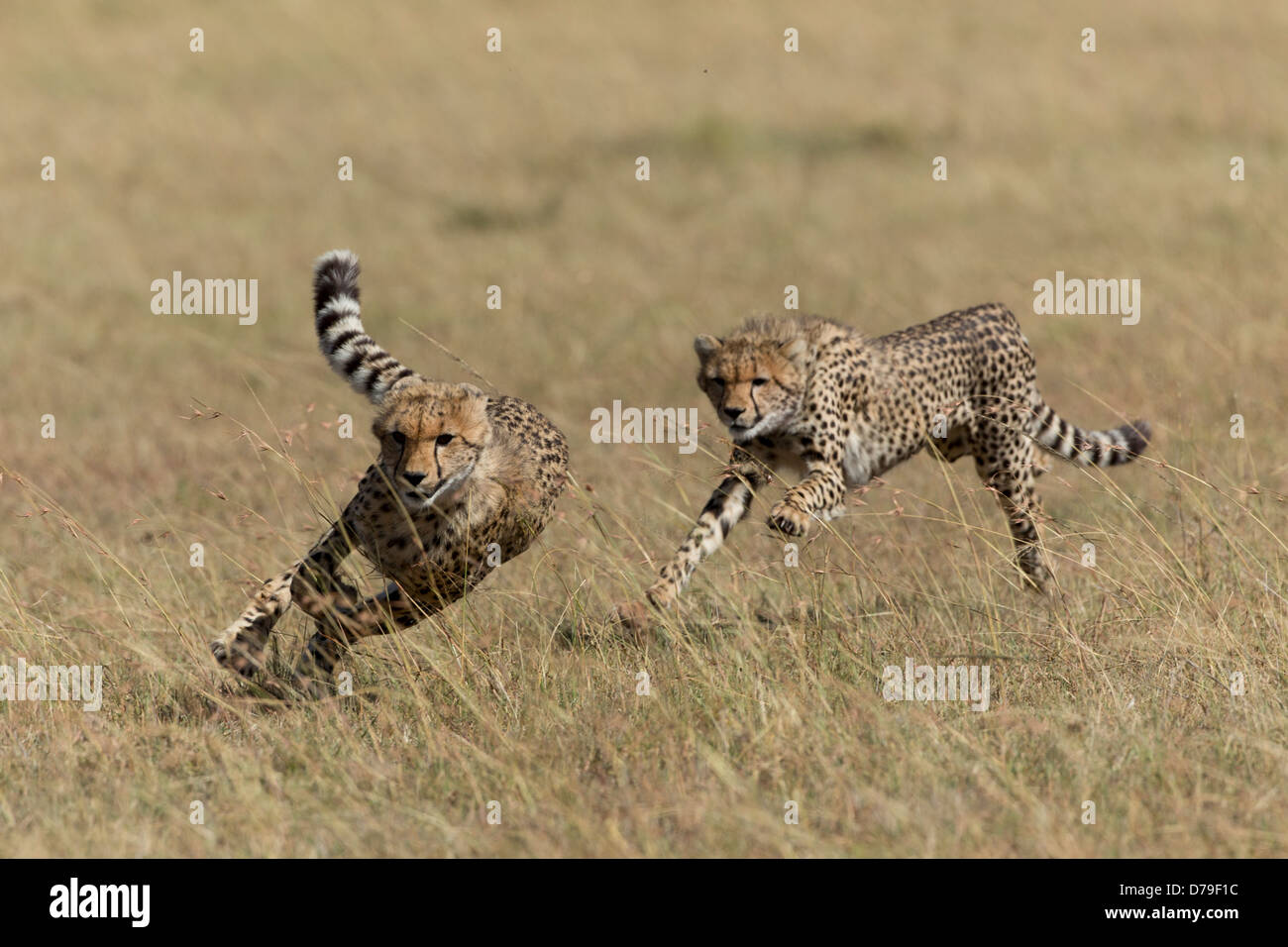 junge Geparden laufen in Masai Mara, Kenia Stockfoto