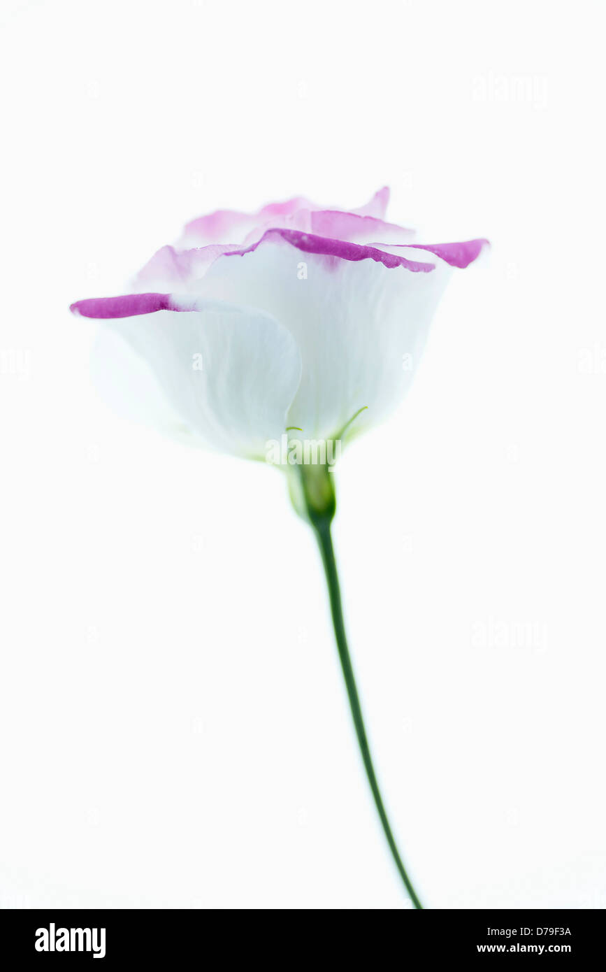 Eustoma Sorte, einzelne Blüte mit weißen Blüten mit rosa umrandet. Stockfoto