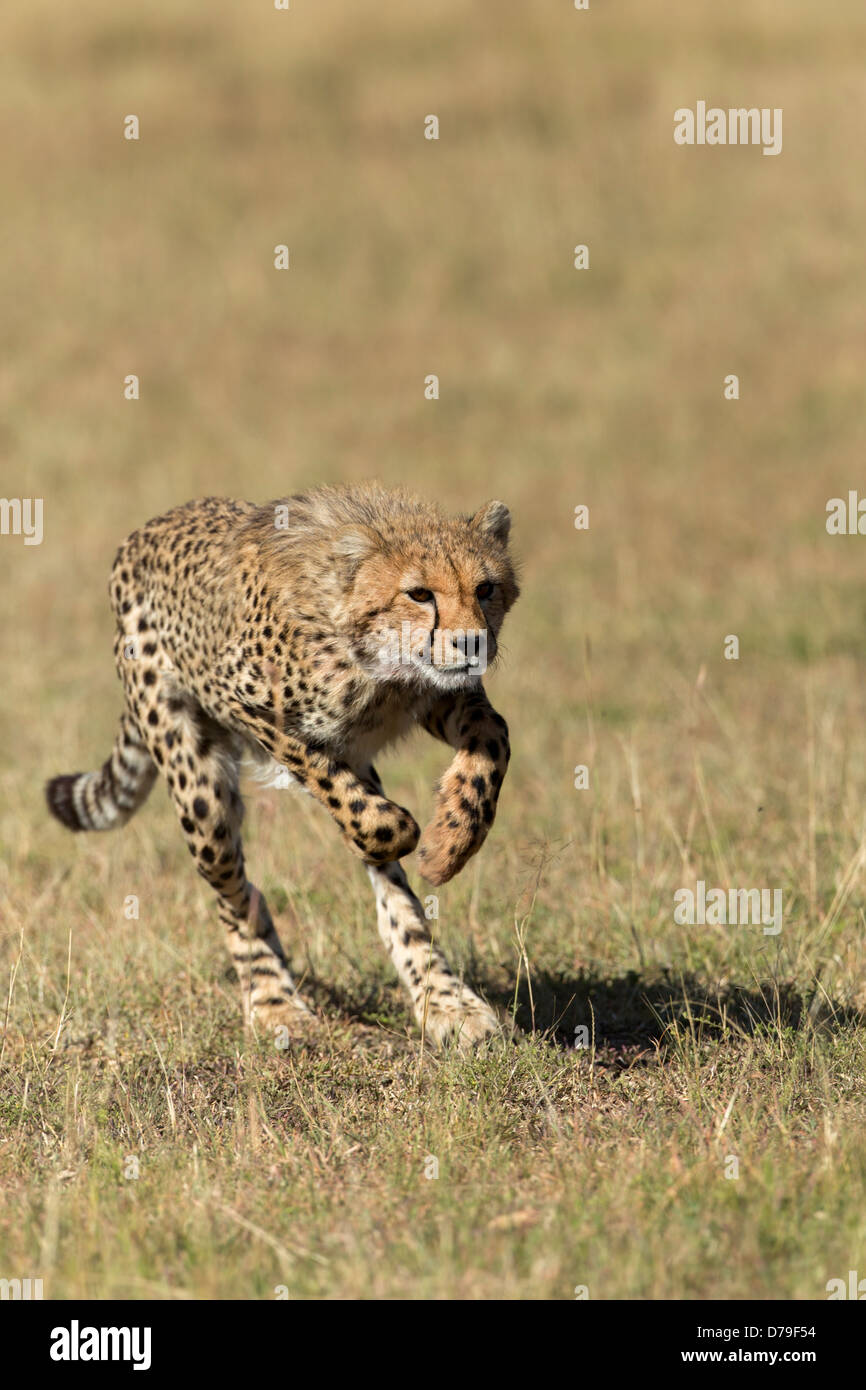 Junge Gepard, (Acinonyx jubatus) in Masai Mara, Kenia läuft Stockfoto