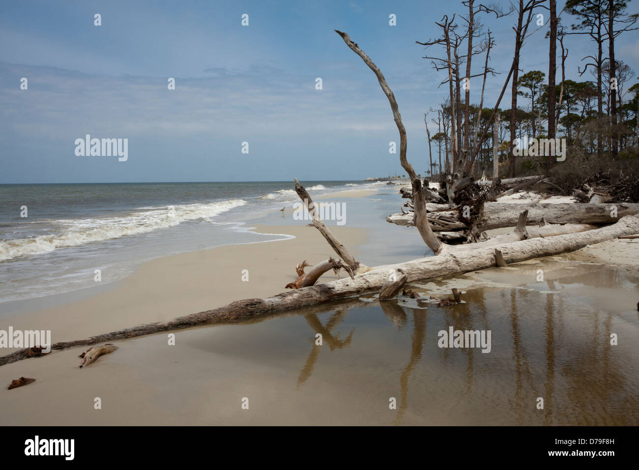 Ein Abschnitt-Strand von Cape San Blas, Florida, USA, die viele umgestürzte Bäume von den früheren Stürmen hat. Stockfoto