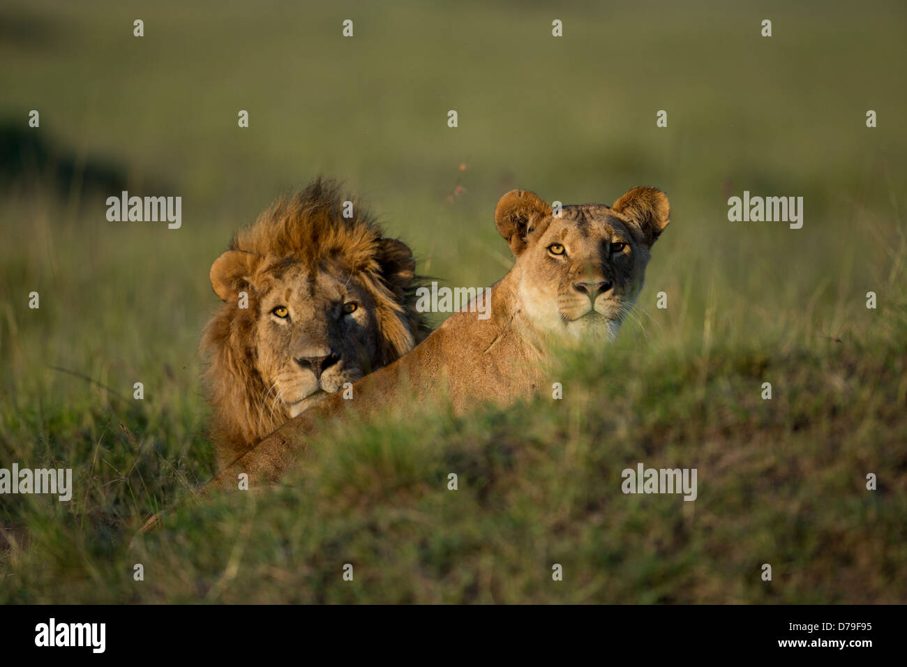 Paar Löwen in Masai Mara Stockfoto