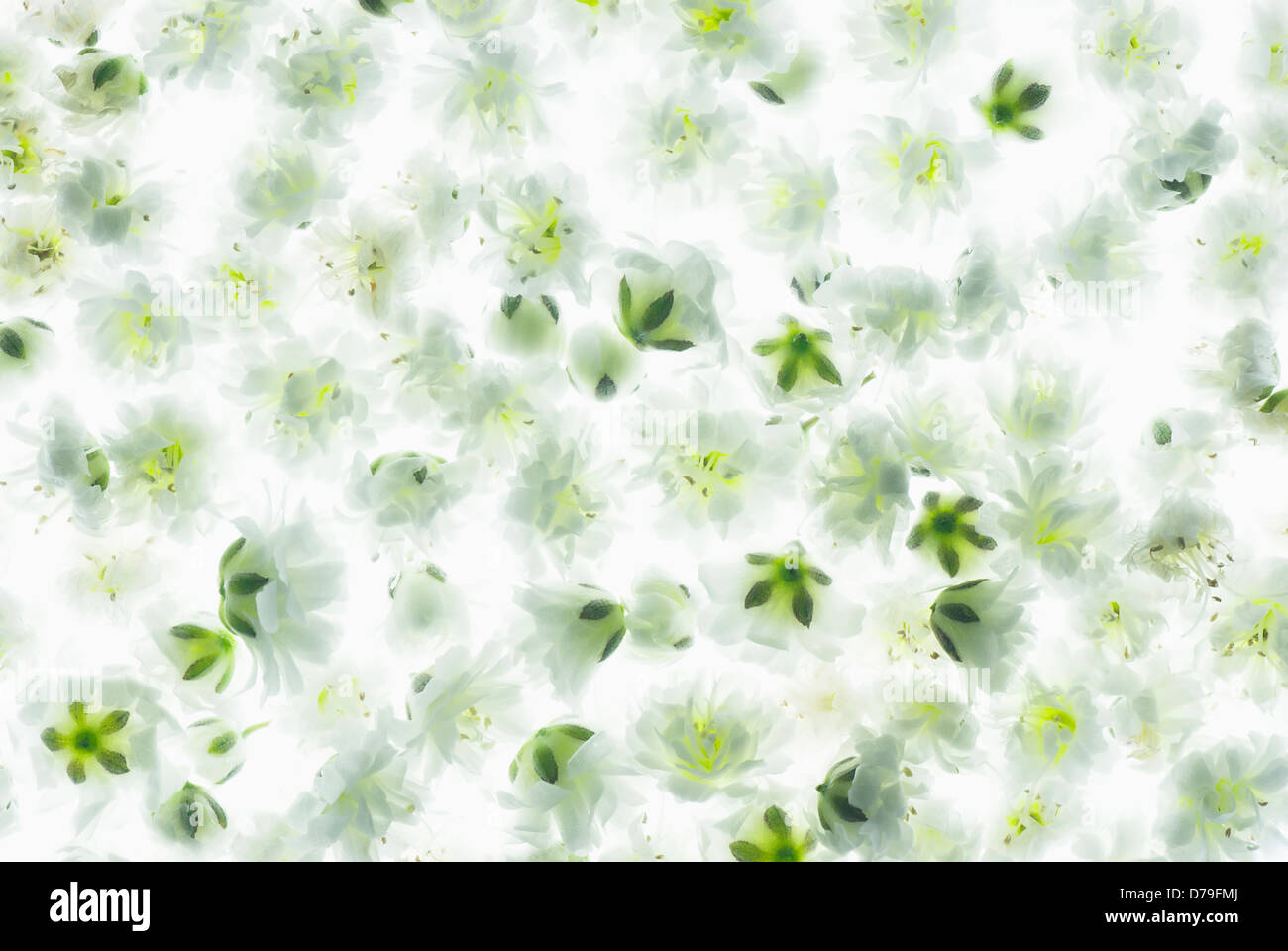 Schleierkraut Paniculata 'Blancanieves', einzelne Blütenköpfe kombiniert in einem kleinen Bereich erstelle ich einen Teppich aus grünen, weißen Blüten. Stockfoto
