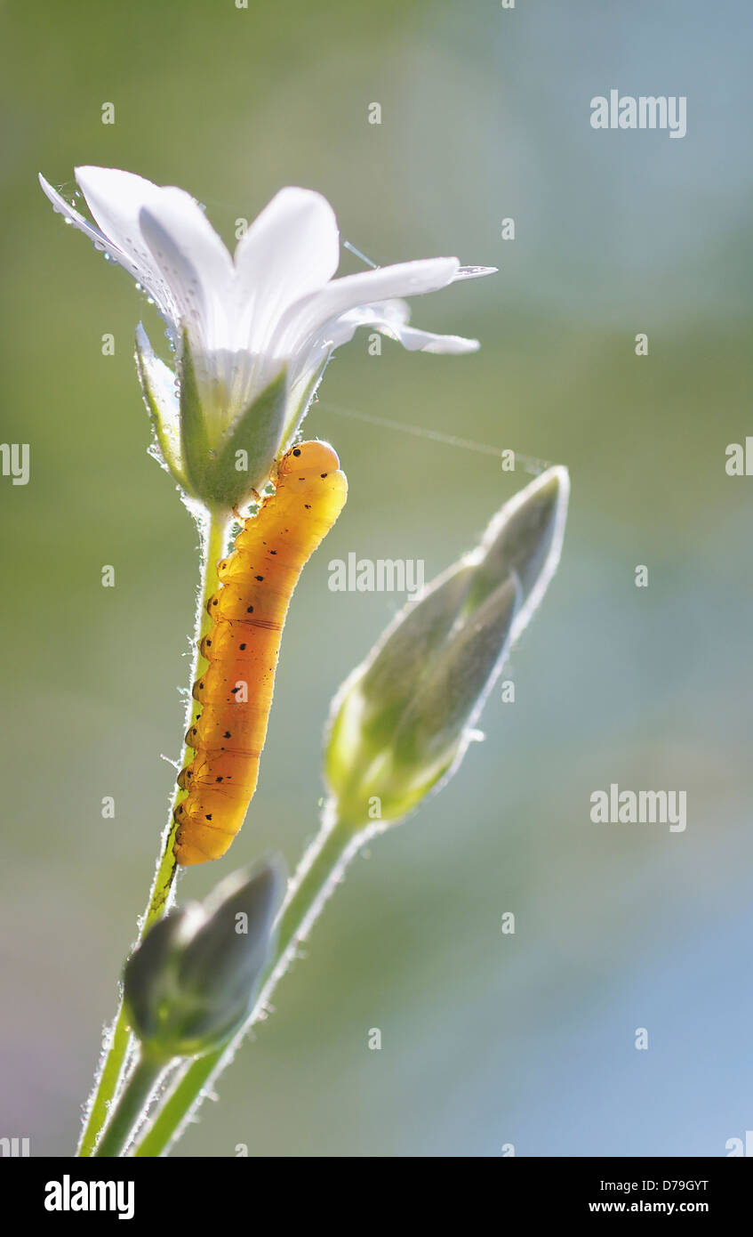 Caterpillar Klettern Stamm der Schnee im Sommer filziges Hornkraut. Blütenknospen im Sonnenlicht mit Strängen von Spinnennetz gestreckt Stockfoto