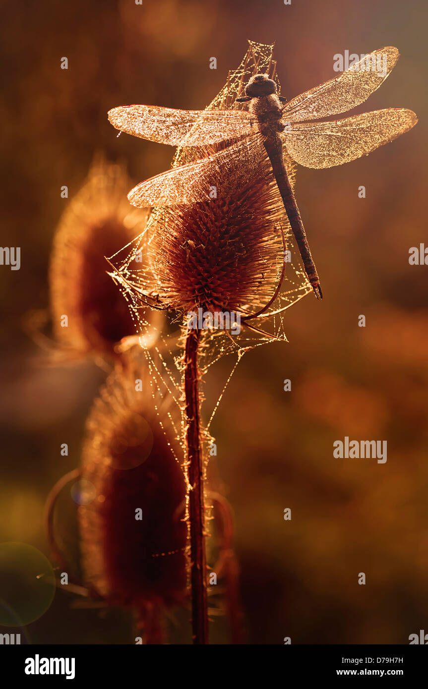 Libelle auf Karde Kamm, Dipsacus Fullonum, bekränzt in Spinnweben und im goldenen Sonnenlicht glänzen. Stockfoto